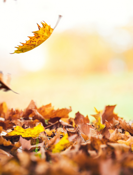 leaves falling
